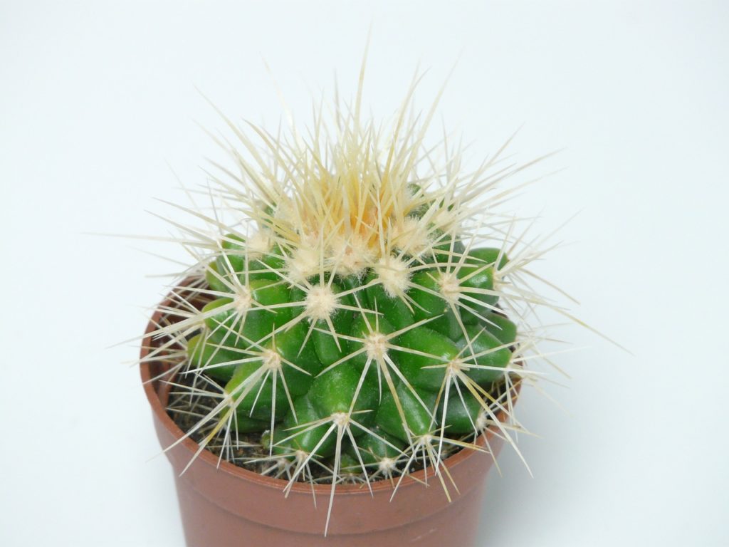 golden-ball-cactus-59889_1280