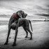 weimaraner-143753_640