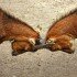 goats-173940_640