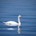 swan-173675_640