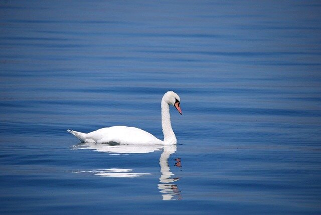 swan-173675_640